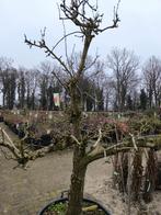 Oude karakteristieke fruitbomen | Peer Conference, Ophalen, Lente, Halfschaduw, 100 tot 250 cm