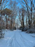 Kleinschalige Paddock Paradise in Rucphen, Dieren en Toebehoren, Weidegang