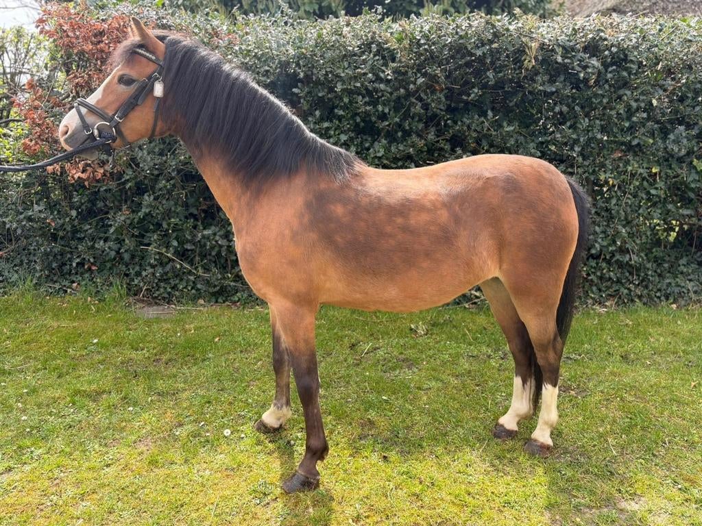 Te koop 7 jarige wels a merrie, Dieren en Toebehoren, Pony's
