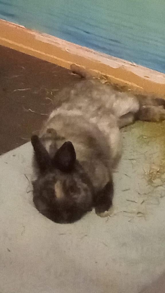 lilo zoekt een nieuw huisje, Mannelijk