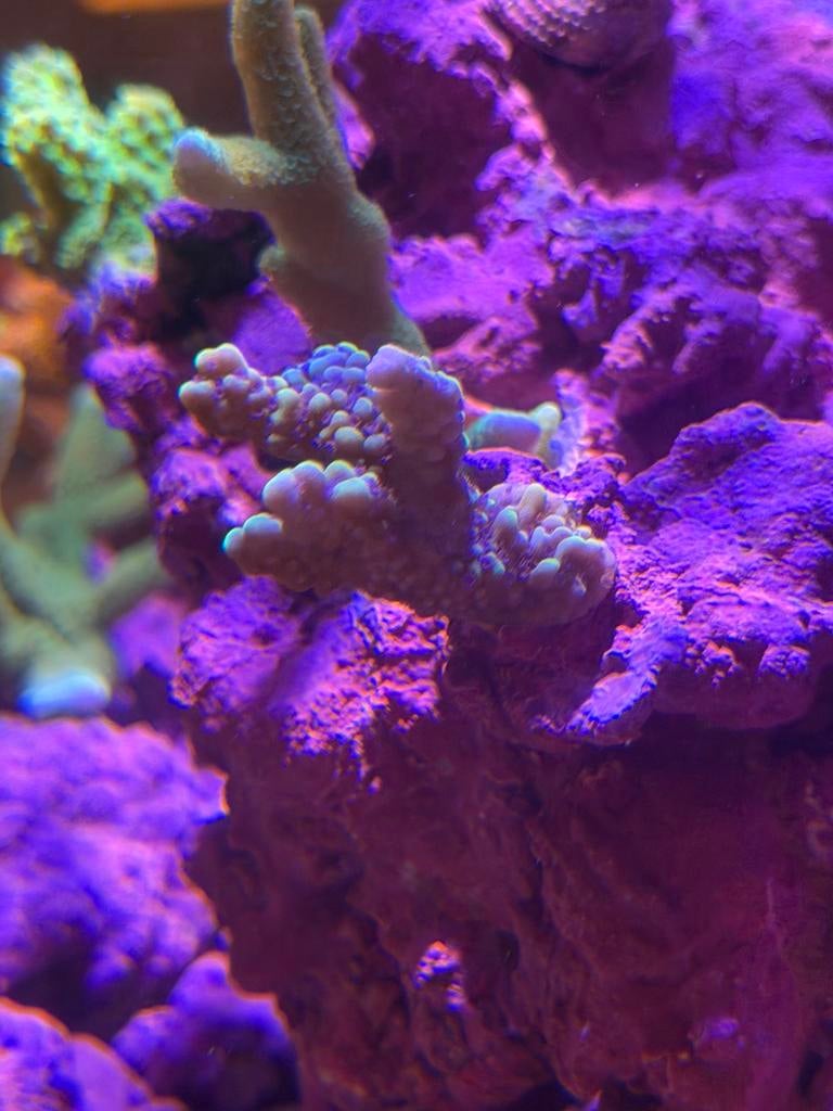 Montipora Capitata (groen paars), Dieren en Toebehoren, Overige typen, Zoutwatervis