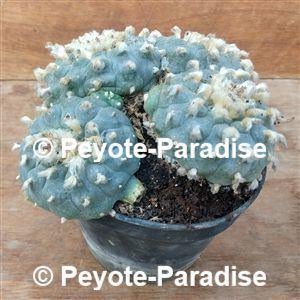 Oude unieke Peyote Cactussen ! Lophophora williamsii., Huis en Inrichting, Verzenden, Minder dan 100 cm, Bloeiende kamerplant