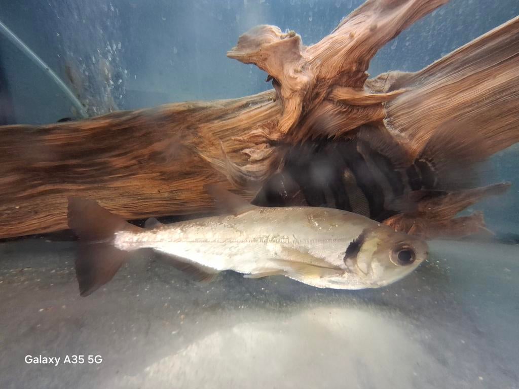 Hydrolycus scomberoides, Dieren en Toebehoren, Vissen | Aquariumvissen, Vis