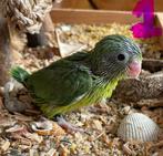 Forpus kuikens week 8/2026, Dieren en Toebehoren, Geslacht onbekend, Dwergpapegaai of Agapornis, Geringd