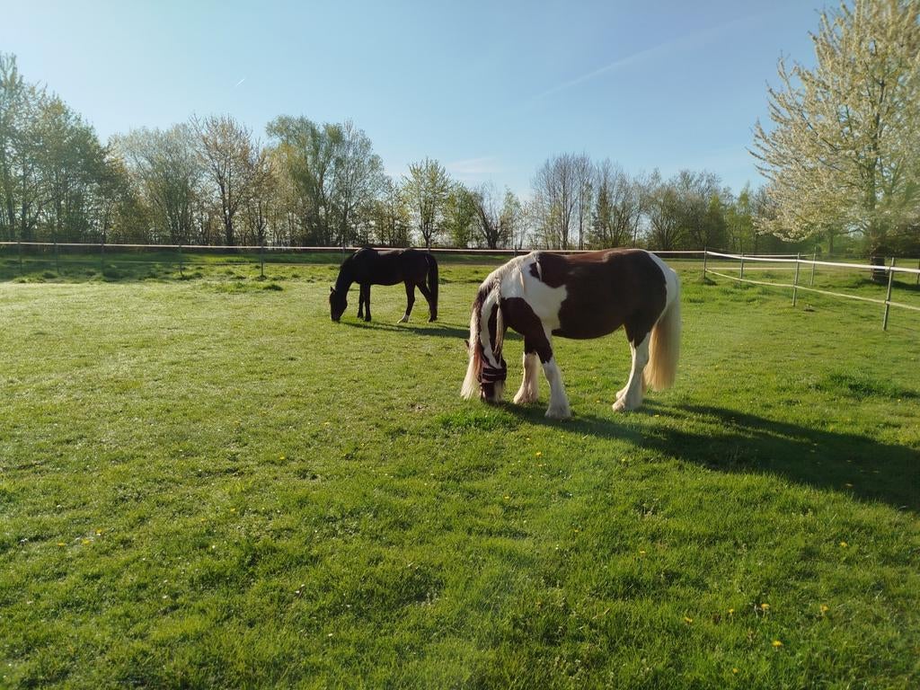Plek voor een (lieve ruin ponny formaat), Dieren en Toebehoren
