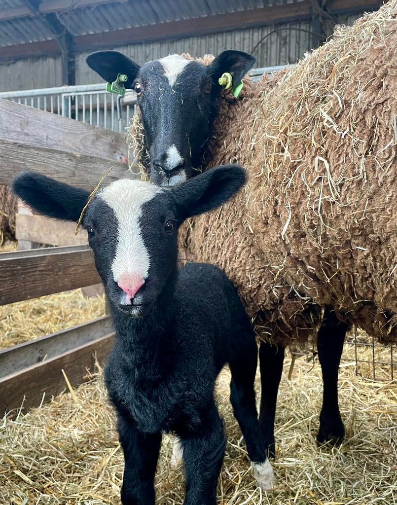 Mooie Zwartbles schapen met lammeren/ Zwartbles schapen, Dieren en Toebehoren, Schapen, Geiten en Varkens, Meerdere dieren, Schaap