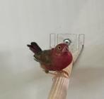 Vuurvink man, Mannelijk