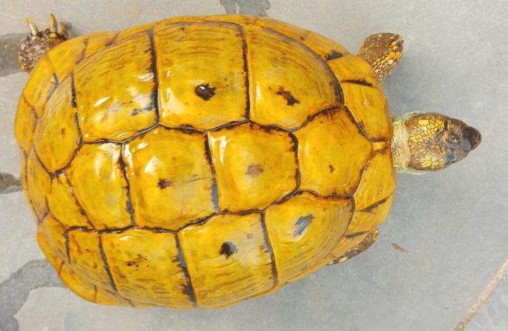 High yellow schildpad Macedonische Griekse landschildpadden Tortoise - female for sale from Eddy Van Caeneghem