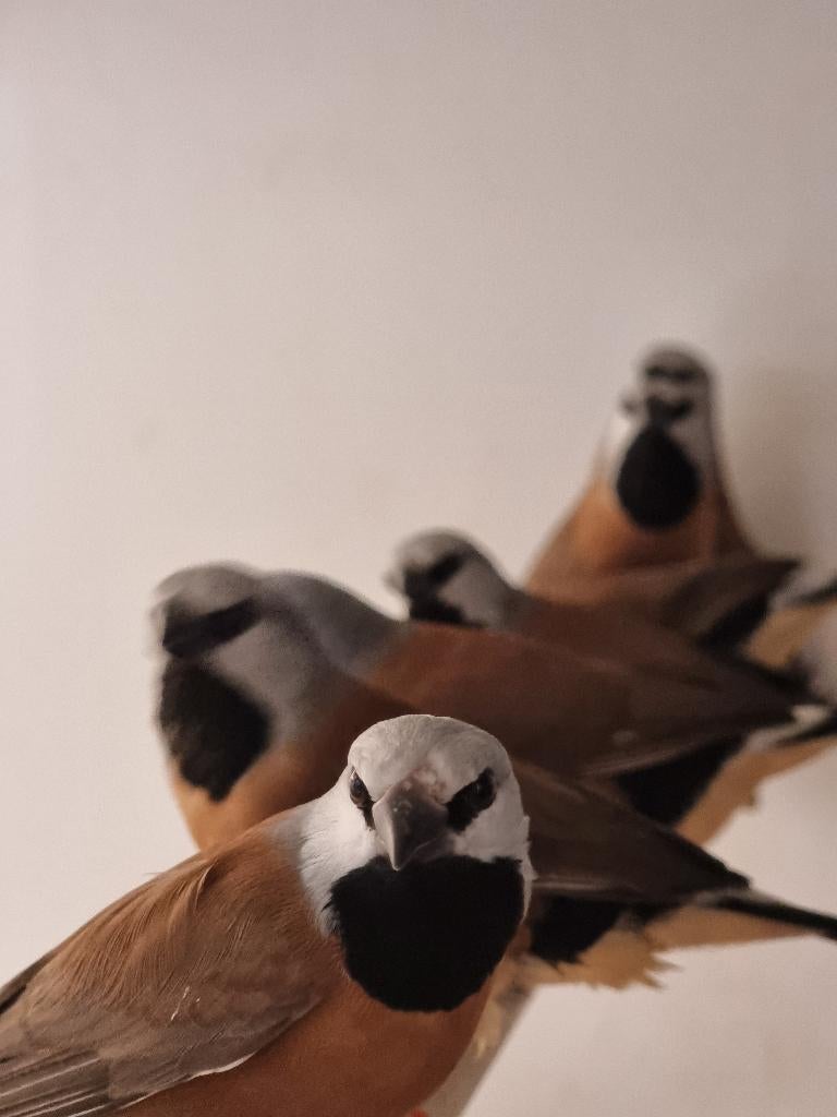 Gordelgrasvink | Wildkleur | Deskundig advies, Meerdere dieren, Tropenvogel