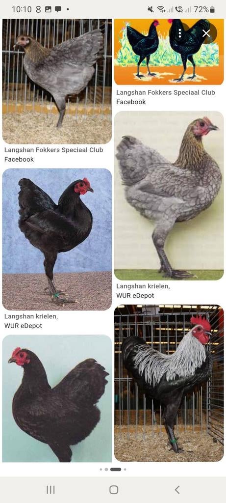 Gezocht: broedeieren langshankrielen, Dieren en Toebehoren, Geslacht onbekend, Kip