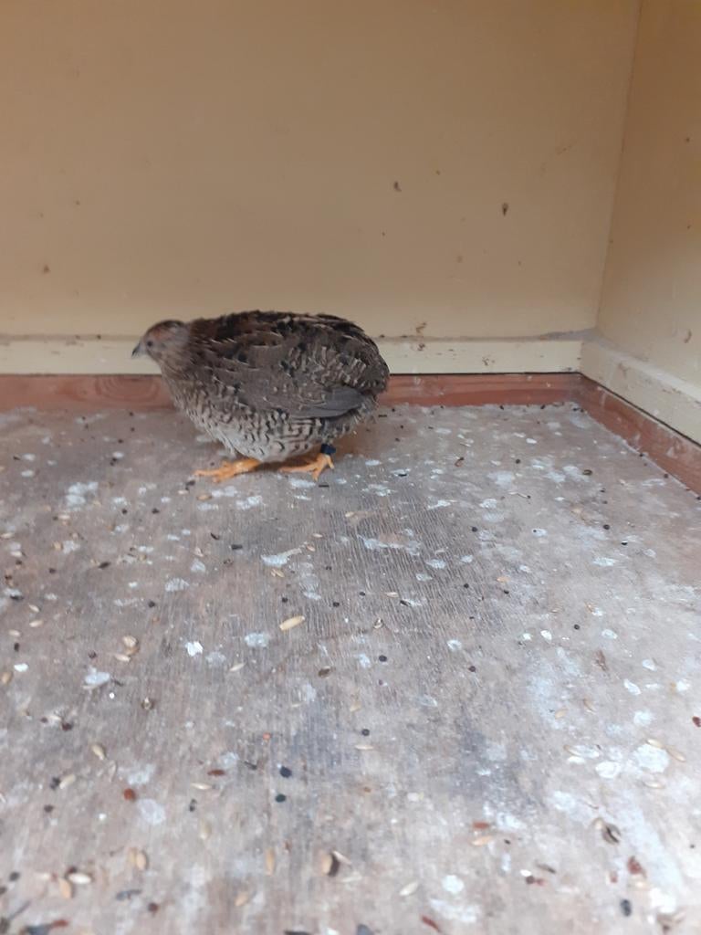 Chinese dwergkwartel, Dieren en Toebehoren, Vrouwelijk