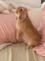 knappe raszuivere minilop ter dekking (België), Dieren en Toebehoren, Konijnen, Mannelijk, Dwerg, Hangoor, 0 tot 2 jaar