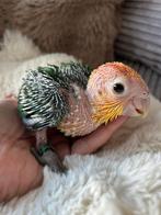 Jonge handtamme roestkop caique, Meerdere dieren, Papegaai, Geringd