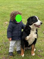 Te Koop: heel kindvriendelijke Berner Sennenhond, Rabiës (hondsdolheid), Overige rassen, Teef, Eén hond
