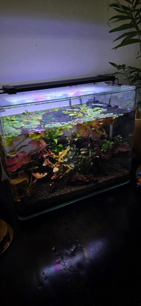 Compleet aquarium met garnalen, Dieren en Toebehoren, Vissen | Aquaria en Toebehoren, Ophalen, Zo goed als nieuw