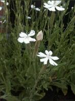 Silene capensis - Afrikaanse droom wortel zaden, Ophalen of Verzenden, Voorjaar, Volle zon, Zaad
