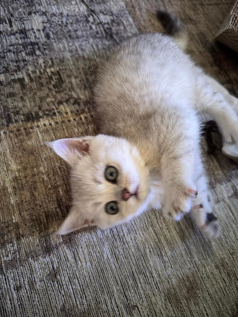 Prachtige Silver shaded brits korthaar, Kater, Ontwormd, 0 tot 2 jaar