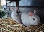 2 lieve dweg konijnen te koop, Dieren en Toebehoren, Meerdere dieren