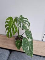 Monstera Thai Constellation kamerplant, Huis en Inrichting, Kamerplanten, Ophalen of Verzenden, Halfschaduw, Minder dan 100 cm