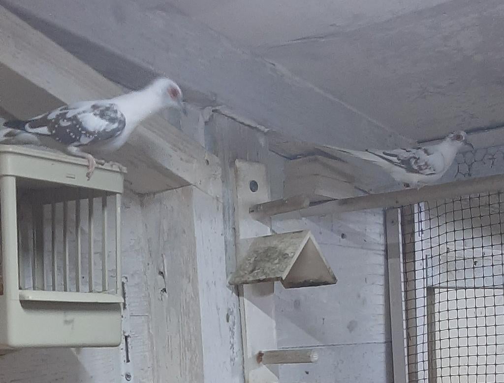 Koppel bonte Diamantduiven met jonge Diamantduif, Meerdere dieren, Tropenvogel, Geringd