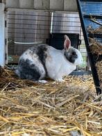 Lief vrouwtje konijn., Dieren en Toebehoren, Konijnen, Vrouwelijk, Middelgroot, 3 tot 5 jaar