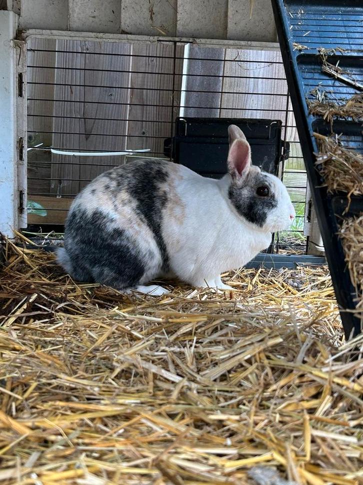 Lief vrouwtje konijn., Dieren en Toebehoren, Konijnen, Middelgroot, Vrouwelijk, 3 tot 5 jaar