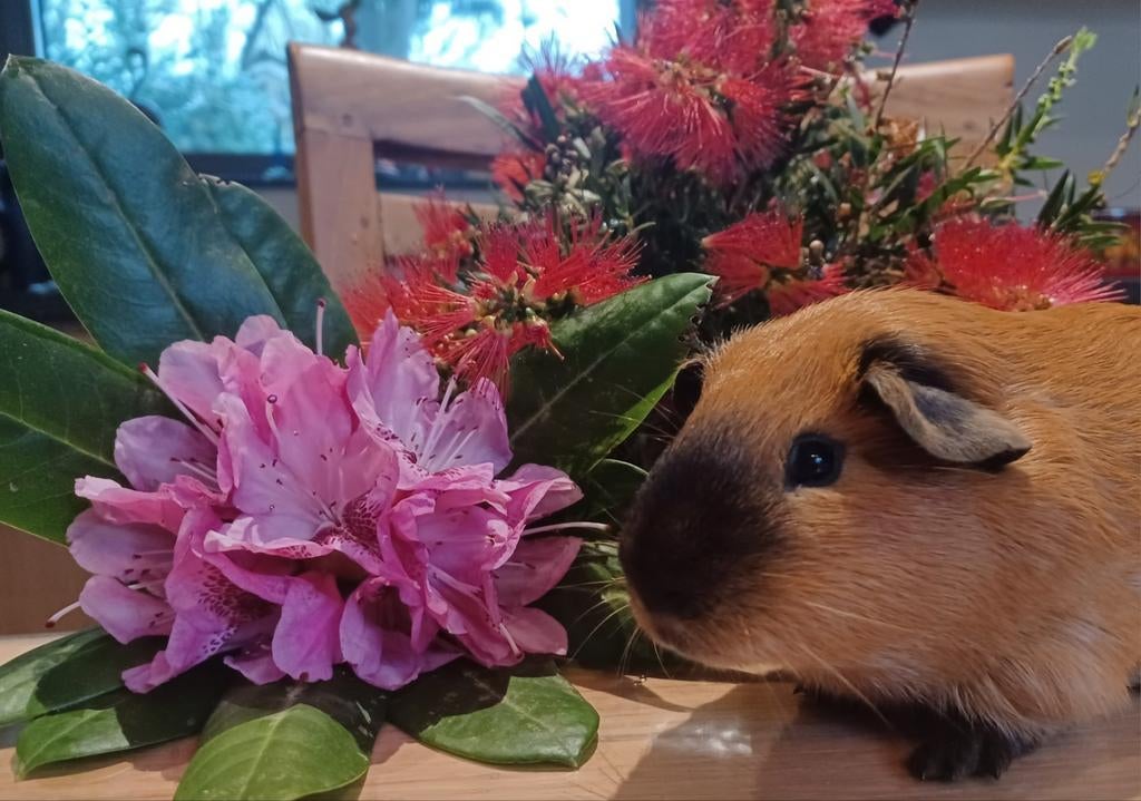 Cavia's beertjes, Dieren en Toebehoren, Cavia, Mannelijk, December, Tam