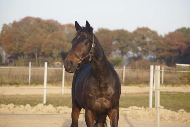 Aangeboden weidemaatje, Dieren en Toebehoren, Stalling en Weidegang, 1 paard of pony