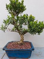Bonsai, Bloeit niet, Halfschaduw, Minder dan 100 cm, Overige soorten