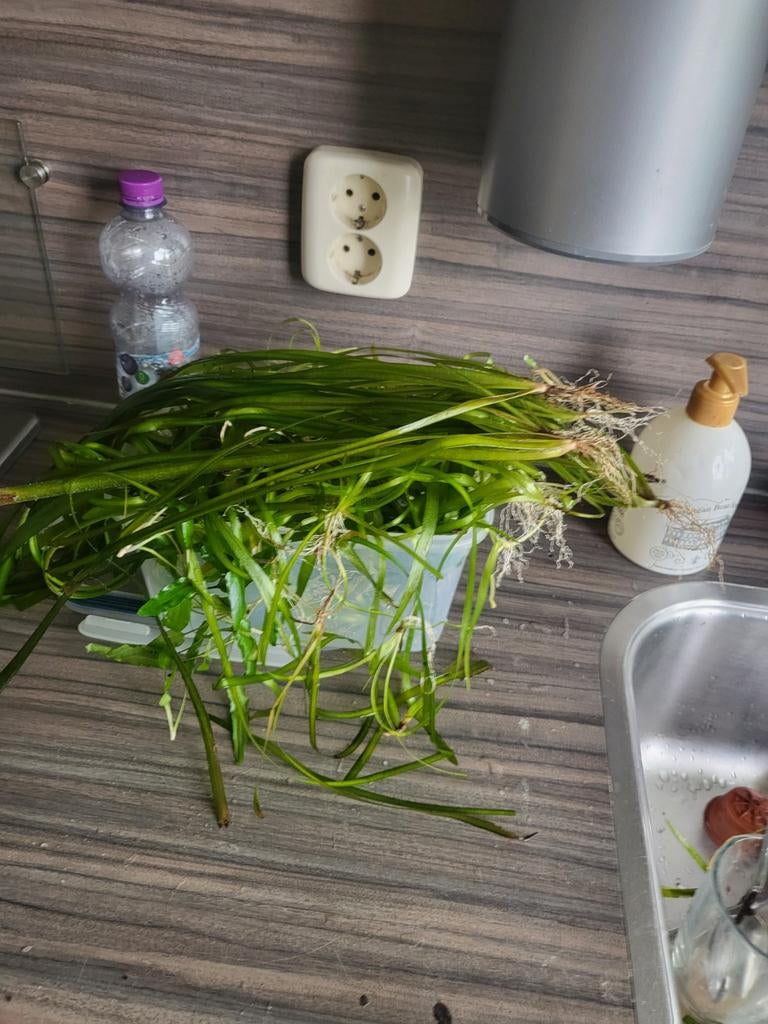 Valnisneria, Ophalen, Plant(en), Steen of Hout