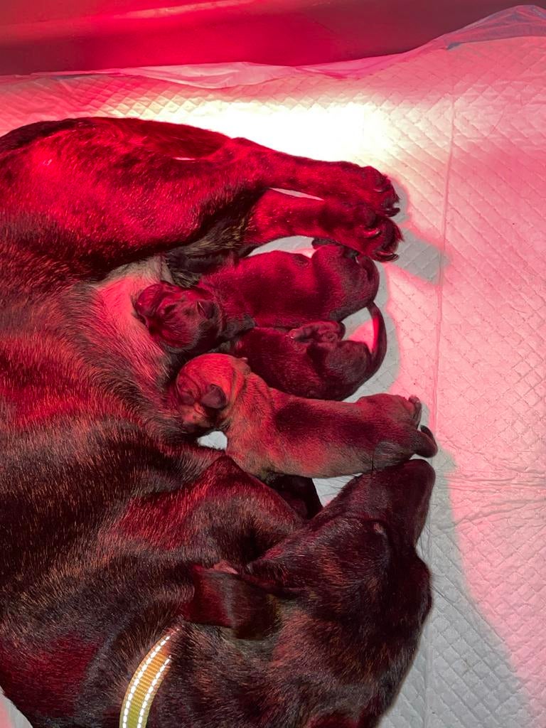 Jack russel pups brindel, Dieren en Toebehoren, België, Particulier, Jack Russell Terriër, Meerdere