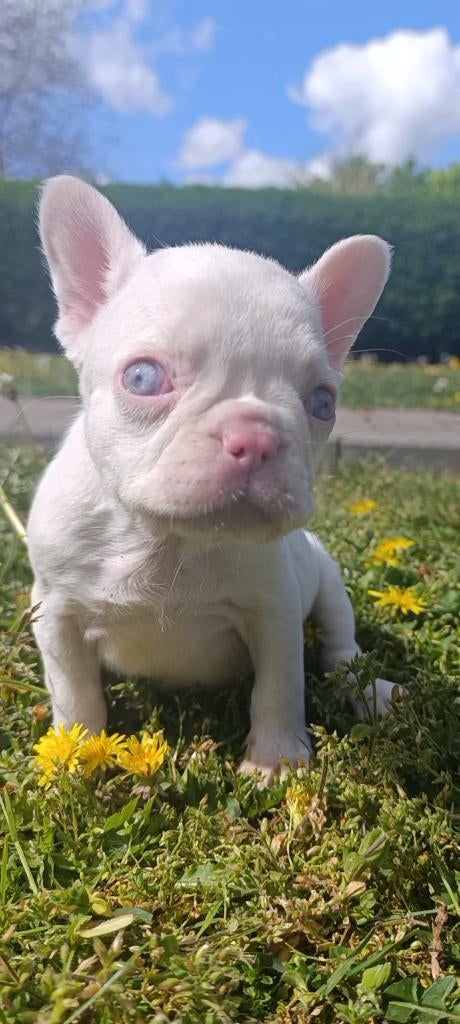 Albino Franse bulldog Teefje, Dieren en Toebehoren, Parvo, België, Particulier, 8 tot 15 weken