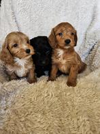 Cockapoo pups boomer, Overige rassen, 8 tot 15 weken, Meerdere, Meerdere dieren