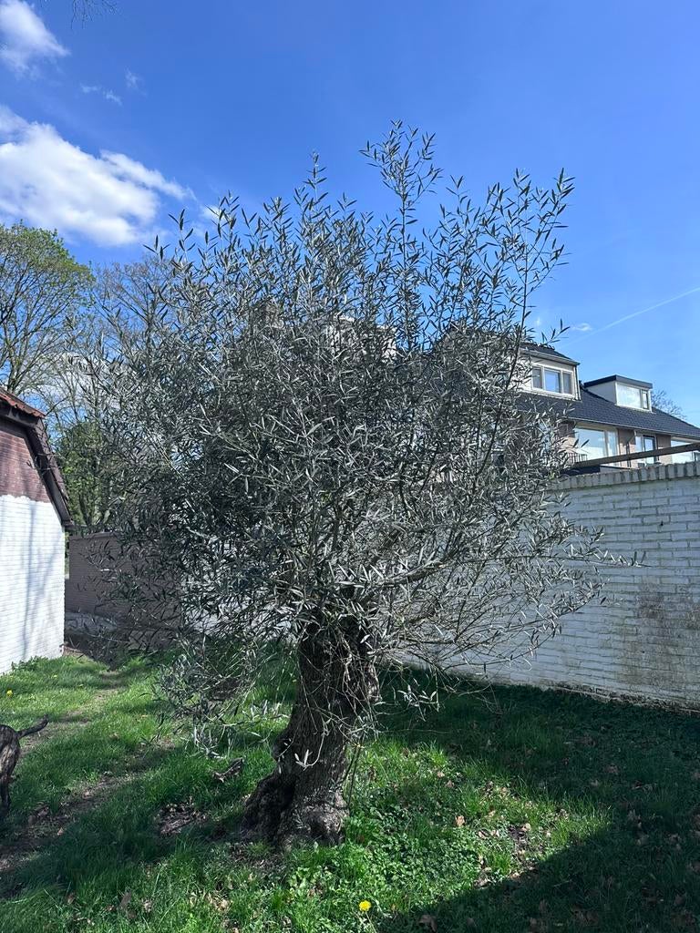 Olijfboom - volwassen en sfeervol, Tuin en Terras, Planten | Bomen, 100 tot 250 cm, Olijfboom, Zomer, Ophalen