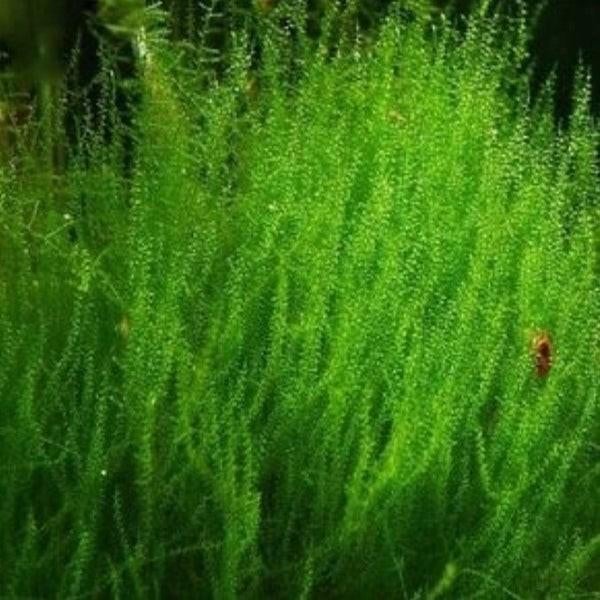 Leptodictyum Riparium mos | Aquarium mos, Ophalen of Verzenden, Nieuw, Plant(en), Steen of Hout