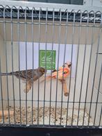 Koppel harlekijn kanaries, Dieren en Toebehoren, Vogels | Kanaries, Meerdere dieren, Kleurkanarie