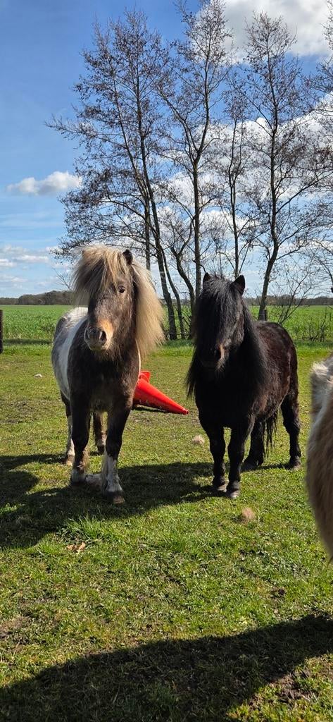 Mooie Shetlander hengstjes, Dieren en Toebehoren, Gechipt, Hengst, A pony (tot 1.17m), Onbeleerd
