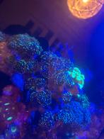 Hamer koraal two tone green, Overige typen