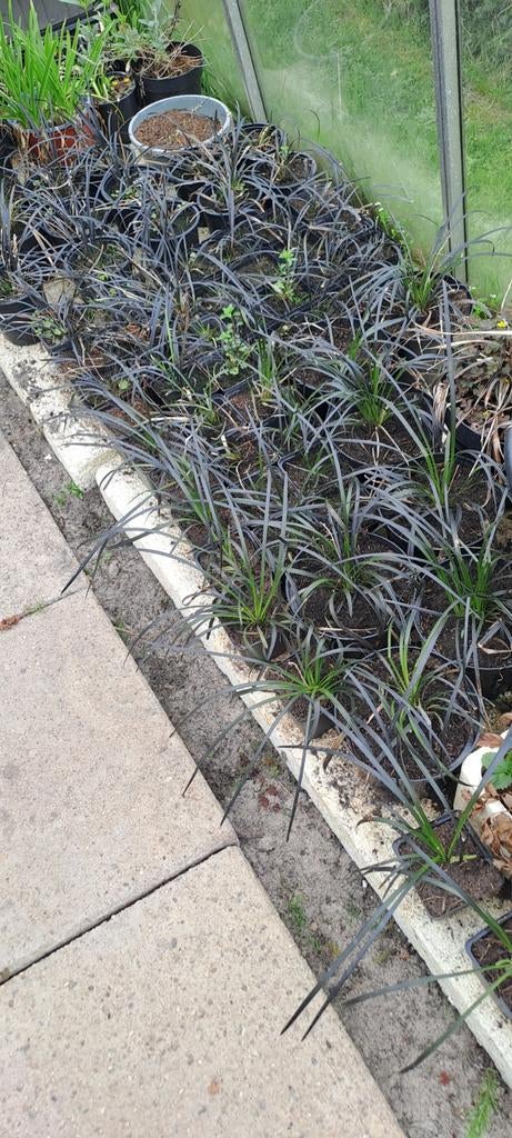 50 zwarte grassen  nu stunt €1,45 per stuk op is op, Tuin en Terras, Ophalen, Overige soorten, Halfschaduw