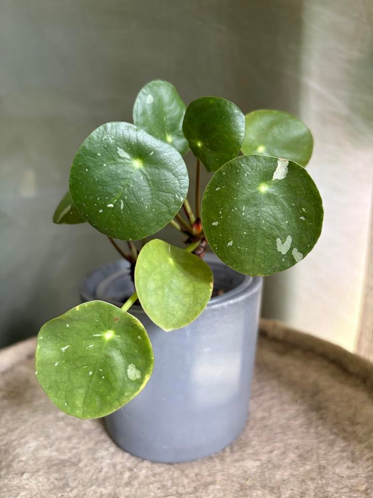 Pannenkoekenplant ‘White Splash’, Huis en Inrichting, Kamerplanten, Overige soorten, In pot, Minder dan 100 cm, Groene kamerplant