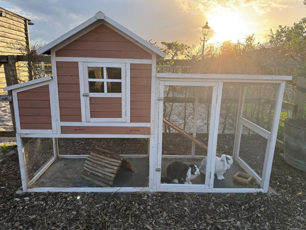 Konijnen + konijnenhok, Dieren en Toebehoren, Knaagdieren en Konijnen | Hokken en Kooien, Ophalen, 110 cm of meer, Zo goed als nieuw