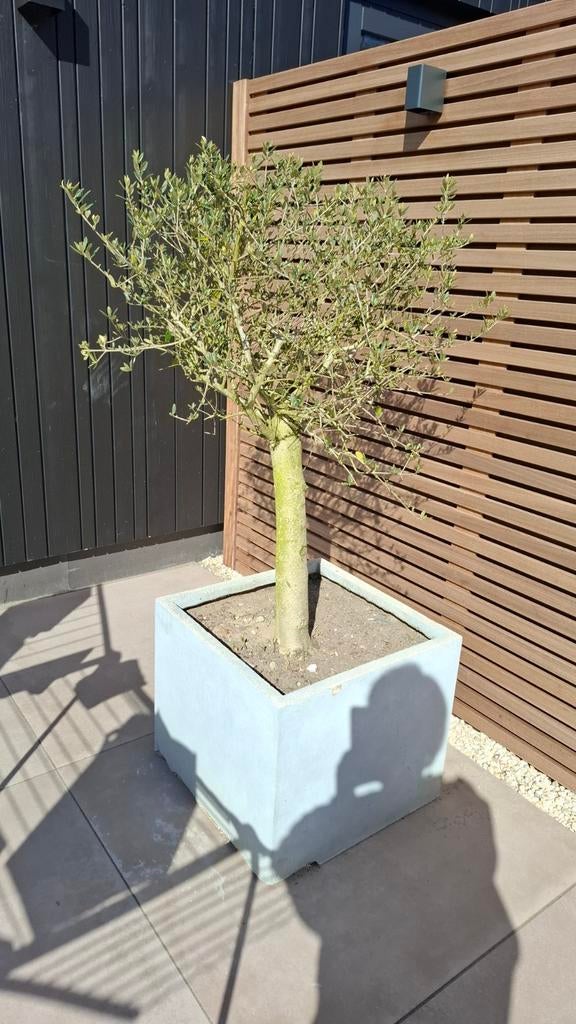 2 Olijfbomen, Tuin en Terras, Planten | Bomen, Ophalen of Verzenden, 100 tot 250 cm, Olijfboom, Volle zon