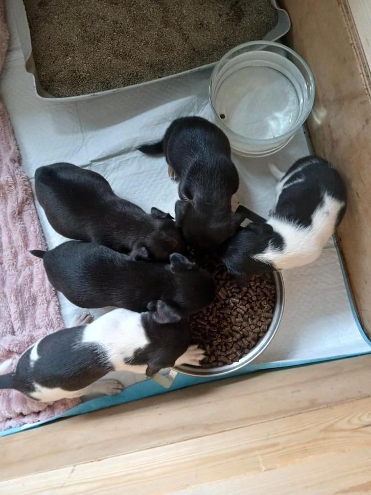 Jack Russell (Russel) pups, Dieren en Toebehoren, Honden | Jack Russells en Terriërs, Meerdere dieren, Jack Russell Terriër, Particulier