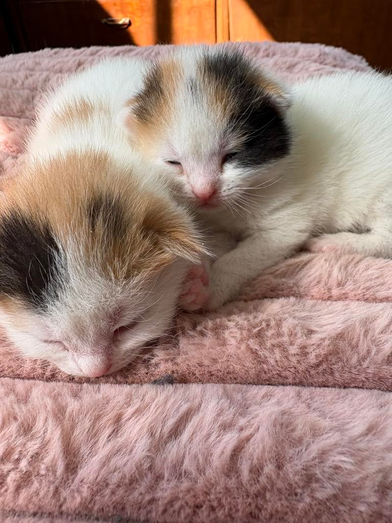 2 prachtige lapjes kittens, Dieren en Toebehoren, Katten en Kittens | Overige Katten, Poes