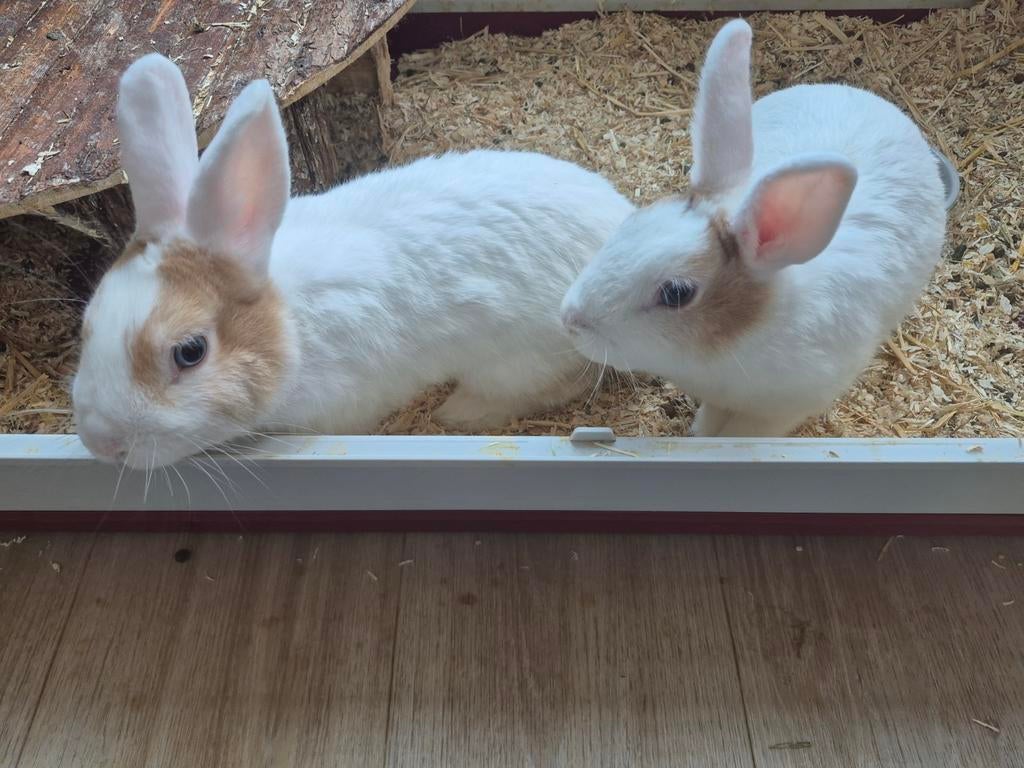 Lief baasje gezocht voor 2 konijnen incl. binnenhok, Vrouwelijk, 0 tot 2 jaar