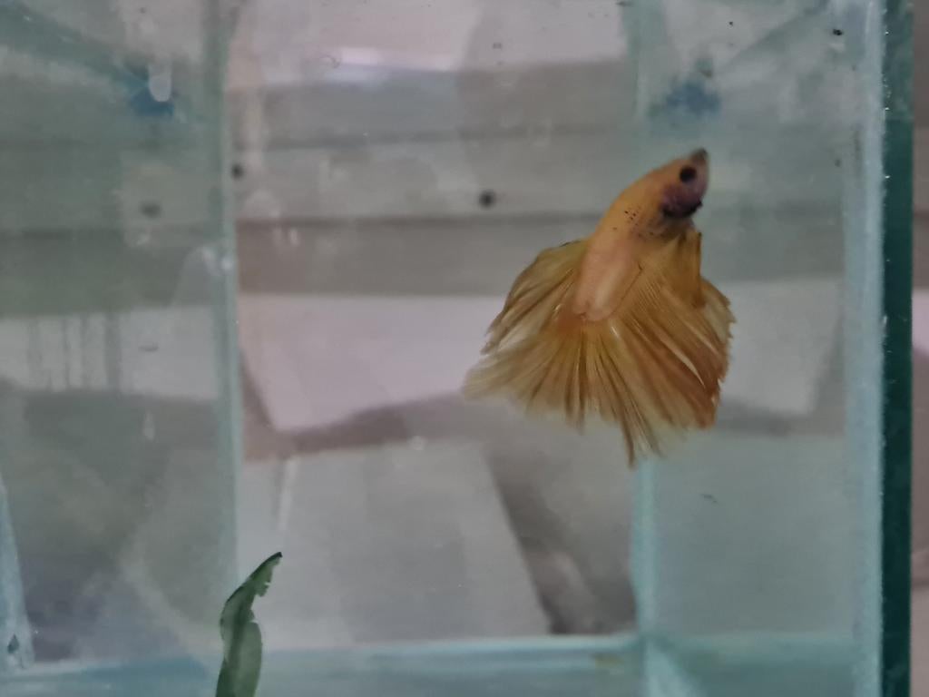 Betta splendens super delta kempvis man, Dieren en Toebehoren, Vis, Zoetwatervis