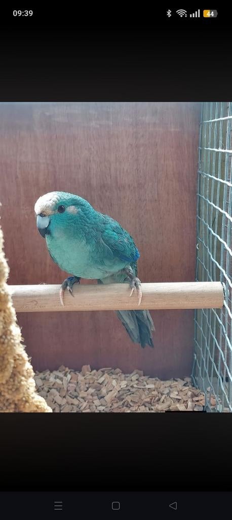 Kakariki man 2024, Dieren en Toebehoren, Vogels | Parkieten en Papegaaien, Mannelijk, Parkiet, Geringd