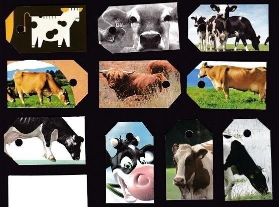 0083) koeien, stieren, runderen labeltjes, Ophalen of Verzenden, Zo goed als nieuw, Overige soorten, Overige typen