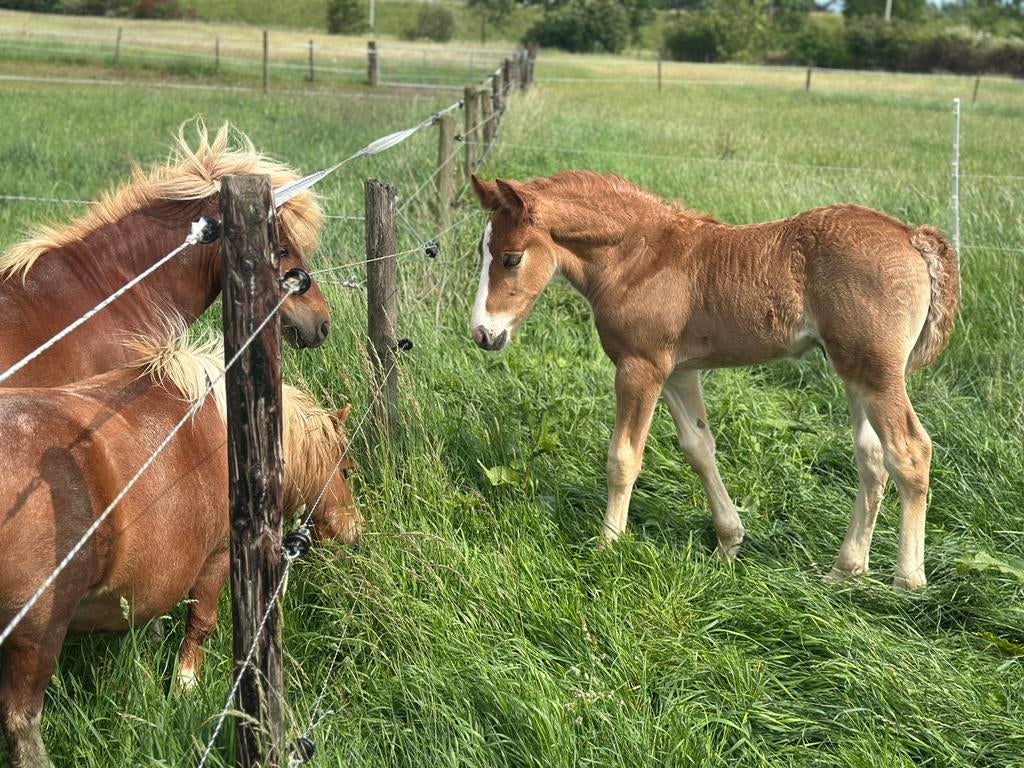 Één Plekje vrij voor lieve shet of a pony!, Dieren en Toebehoren, Stalling en Weidegang