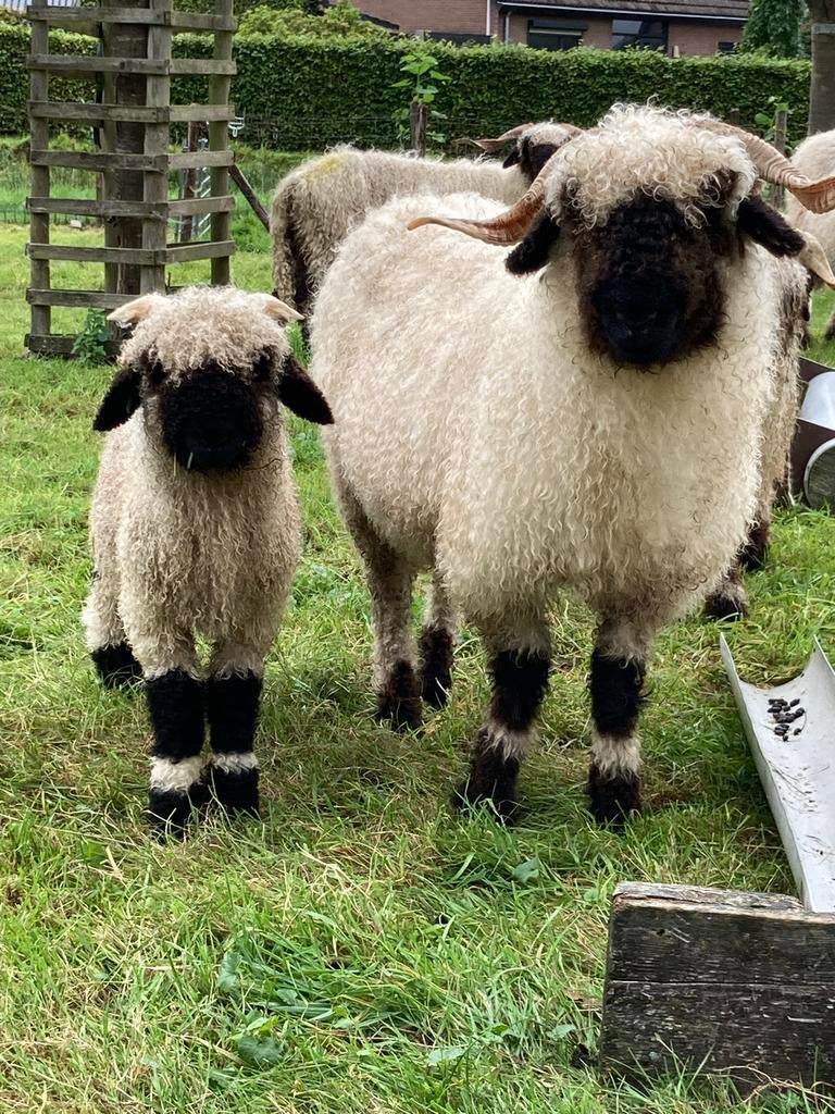 Wol van wallische swartnase, Meerdere dieren, Schaap